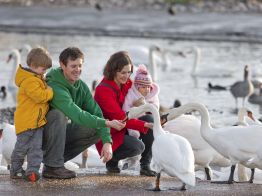 Slimbridge Family with Swans in the Cotswolds